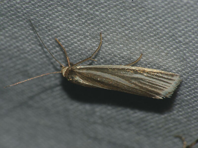 File:Crambus perlellus f.warringtonellus - Травянка серебристая (39934732475).jpg