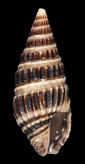<i>Crassispira quadrifasciata</i> Species of gastropod