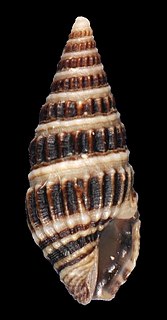 <i>Crassispira quadrifasciata</i> species of mollusc