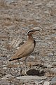 Cream-colored Courser photographed at Dibba, United Arab Emirates.