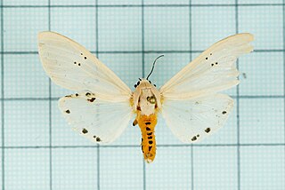 <i>Creatonotos transiens</i> Species of moth