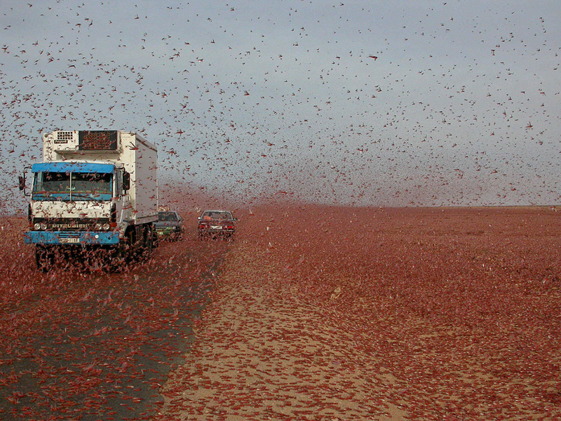 Criquet migrateur Schistocerca gregaria Juncus maritimus at Imililik, Western Sahara (April, 1944).png