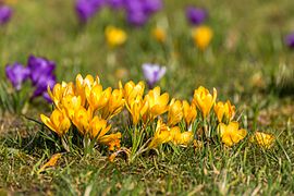 Crocus chrysanthus, Berlin-Charlottenburg