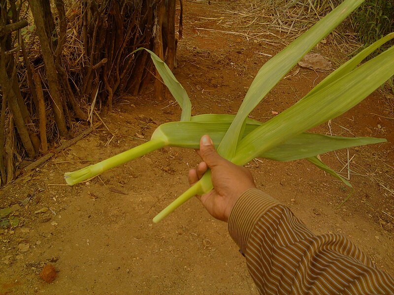 File:Crow Bamboo (12).jpg