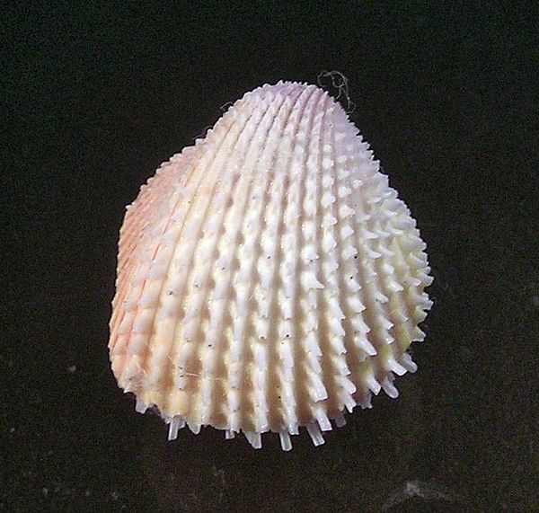 Ctenocardia virgo