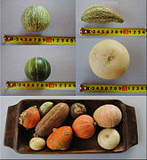 Diferentes cultivos de Cucurbita maxima de tipo decorativo, en un arreglo como adornos de otoño.[74]​ Las fotos de arriba pertenecen a accesions de Cucurbita maxima subsp. andreana[74]​), en la foto de abajo también hay mini "zapallos decorativos" comestibles[74]​ (verlos en Zapallos y pipianes con uso primario alternativo).