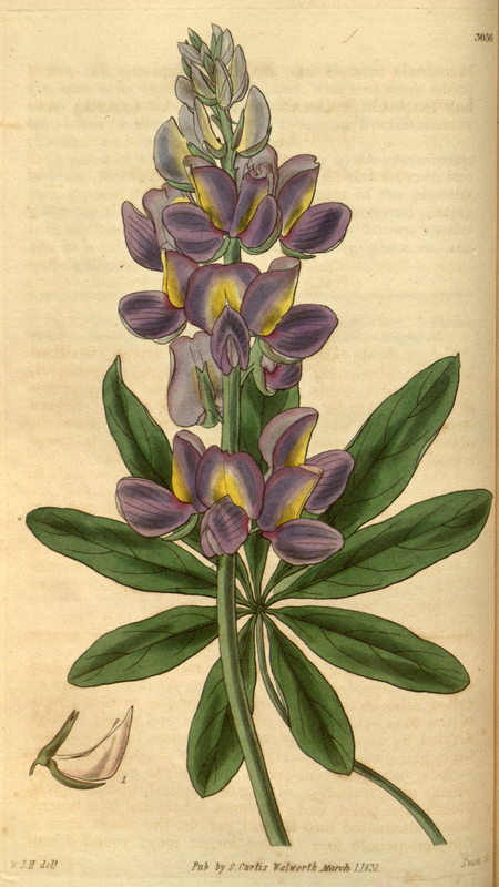 Tập_tin:Curtis's_Botanical_Magazine,_Plate_3056_(Volume_58,_1831).png