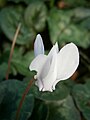 Cyclamen hederifolium 'Album' flower