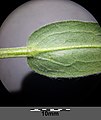 Stem with leaf (bottom side)