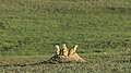 Black-tailed prairie dog Chien de prairie à queue noire