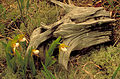 Cypripedium candidum