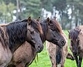 * Nomination Dülmen wild horses at the wild horse track (nature reserve “Wildpferdebahn im Merfelder Bruch”, COE-004) in Merfeld, Dülmen, North Rhine-Westphalia, Germany --XRay 03:43, 15 May 2024 (UTC) * Promotion  Support Good quality. --Johann Jaritz 03:47, 15 May 2024 (UTC)