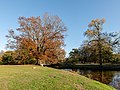 * Nomination Trees at the Herzteich in game reserve in Dülmen, North Rhine-Westphalia, Germany --XRay 06:52, 29 December 2020 (UTC) * Promotion  Support Good quality. --Tournasol7 06:59, 29 December 2020 (UTC)