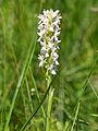 Dactylorhiza incarnata inflorescense, North-East Germany, Photo by Kristian Peters