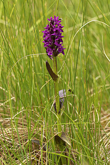 Dactylorhiza incarnata ssp cruenta LC0305.jpg