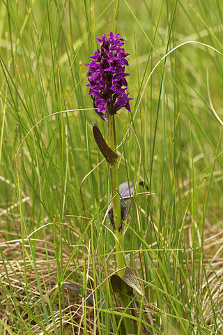 <i>Dactylorhiza incarnata <span style="font-style:normal;">subsp.</span> cruenta</i> Subpecies of orchid