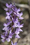 Dactylorhiza romane- 2006. jpg