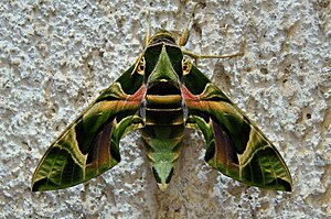 Oleander hawk (Daphnis nerii)