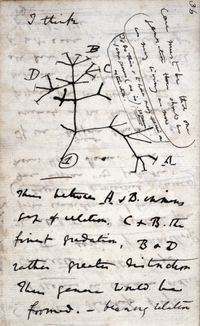 Darwin Tree 1837.png