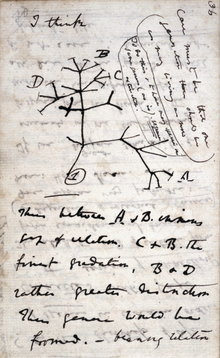 Záběr na stránku deníku s ilustrací fylogenetického stromu a ručně psanými výpisky