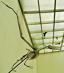 Dasornis emuinus 1.jpg