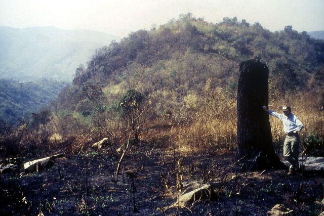 In the 1980s, conservation organizations warned that, once destroyed, tropical forests could never be restored. Thirty years of restoration research now challenge this: a) This site in Doi Suthep-Pui National Park, N. Thailand was deforested, over-cultivated and then burnt. The black tree stump was one of the original forest trees. Local people teamed up with scientists to repair their watershed.