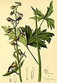 Delphinium elatum (Delphinium tiroliense)