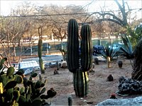 Desert plant and terrain exhibit at the San Antonio Zoo Desert plant exhibit at San Antonio Zoo DSCN0728.JPG