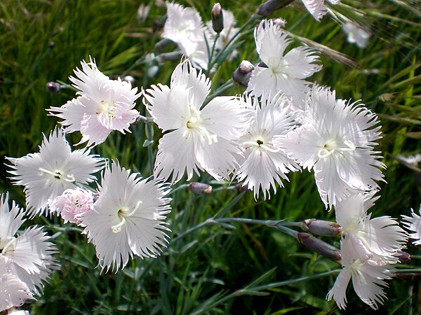 Гвоздика почвопокровная. Гвоздика серовато-голубая (Dianthus gratianopolitanus. Гвоздика перистая почвопокровная. Dianthus Anatolicus.