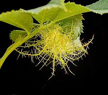 Pincushion - Wikipedia