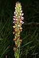 Disa versicolor South Africa - Eastern Cape Pondoland Signaling (pollination)