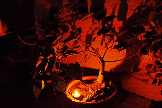 Earthen diya enlightenment under the bonsai of Peepal Tree in order to offer prayers to God Shani,India