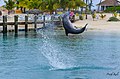 Dolphin Somersault (66730051).jpeg