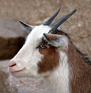 Domestic Goat Portrait (aka).jpg