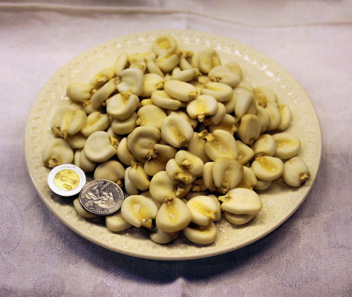 File:Dried Maize Mote from Oaxaca.png