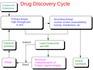 Schéma du cycle de découverte de médicaments