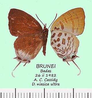 <i>Drupadia niasica</i> Species of butterfly