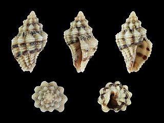 <i>Drupella margariticola</i> Species of gastropod