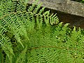 Dryopteris filix-mas Fento macho