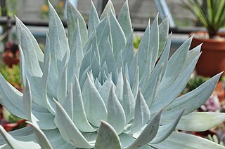<i>Dudleya brittonii</i> Species of succulent plant found in Mexico