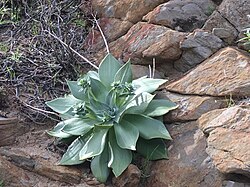 Dudleya arizonica 6317711.jpg