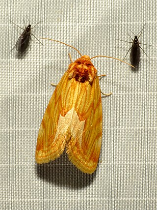 <i>Cirrhophanus dyari</i> Species of moth