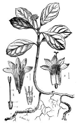 Ipecacuanha Plant.