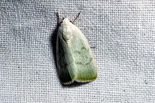 <i>Earias vernana</i> Species of moth