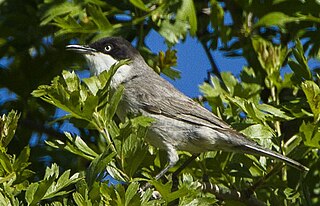 <span class="mw-page-title-main">Eastern Orphean warbler</span> Species of bird
