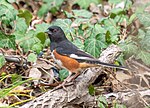 Thumbnail for File:Eastern towhee (01512).jpg