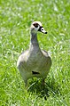 * Nomination Egyptian goose female.--Peulle 18:44, 13 July 2018 (UTC) * Decline  Oppose A bit soft, and the top of the head is blown. --GerifalteDelSabana 02:30, 14 July 2018 (UTC)