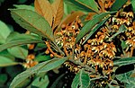 Thumbnail for Elaeocarpus ferruginiflorus