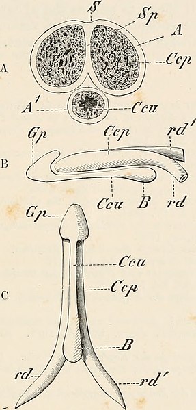 File:Elements of the comparative anatomy of vertebrates (1886) (21218970986).jpg