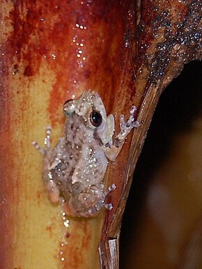 Opis zdjęcia Eleutherodactylus diastema, Costa Rica.JPG.